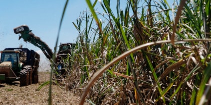 Materia prima renovable con origen en la caña de azúcar